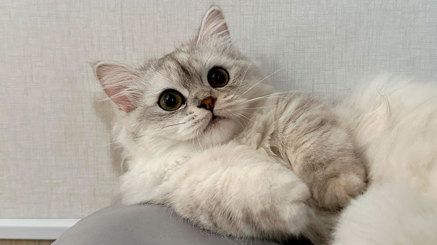 Ele é um gato inteligente, esperto e carinhoso. Foto: Reprodução/Instagram 04.08.2023