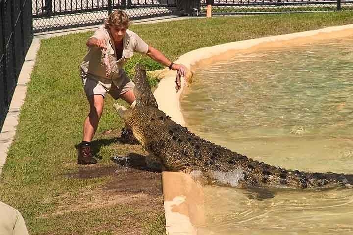 Conhecido como Caçador de Crocodilos, Erwin se tornou famoso participando de filmagens em que se aproximava de animais perigosos. 
 Reprodução: Flipar