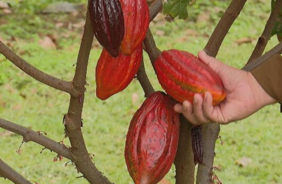 Os produtores ressaltam as vantagens de cultivar cacau, uma fruta que tem diversas utilizações. Reprodução: Flipar