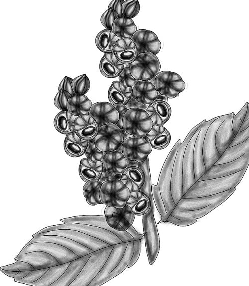 O guaraná também tem uma rica composição nutricional. Ele é uma excelente fonte de ácidos tânicos, que têm propriedades antioxidantes, além de ser rico em alcaloides como a teofilina e a teobromina, substâncias que contribuem para suas qualidades estimulantes e diuréticas. Reprodução: Flipar