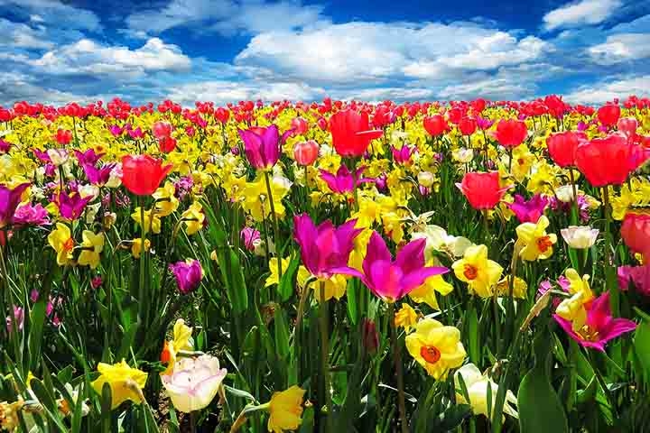 Pelo mundo existem vastos e coloridos campos de flores que ganham vigor na paisagem. Saiba alguns que se destacam pela beleza e pelo papel turístico. Reprodução: Flipar