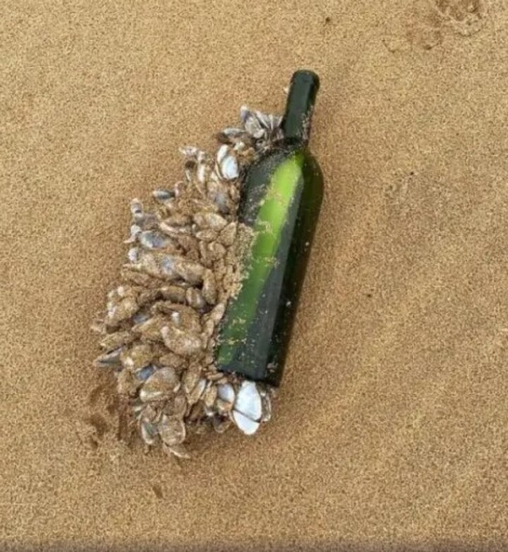 Recentemente, uma garrafa atirada ao mar no Brasil foi encontrada em uma praia australiana. O autor da mensagem identificava-se como Joe Johnson e dizia que o item foi atirado no Oceano Atlântico em novembro de 2008. Ele pedia que o responsável por achar o bilhete fizesse a devolução relatando onde o encontrou. Para isso, oferecia 20 dólares (R$ 118 na cotação atual). 
 Reprodução: Flipar