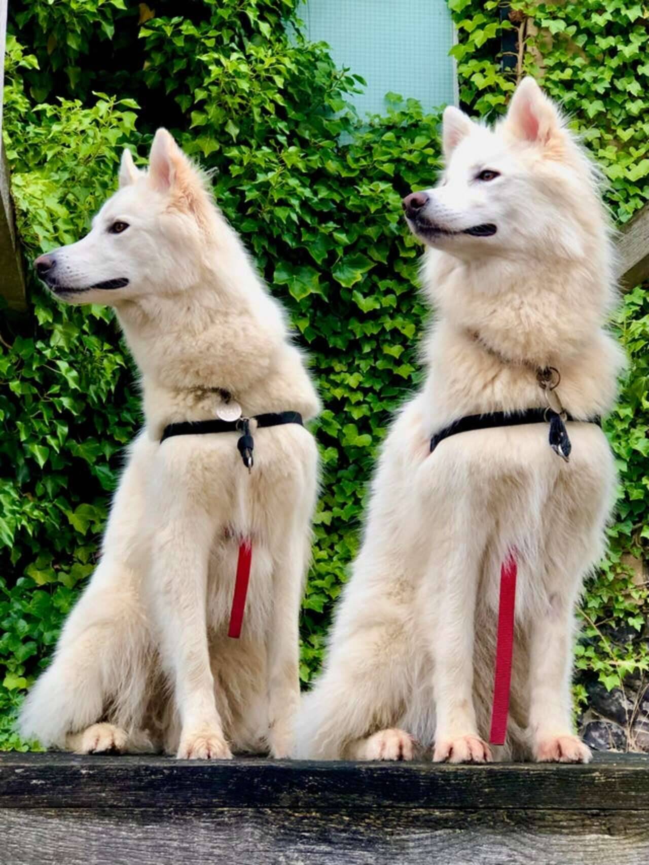 Kai e Skala são cães bem elegantes e se assemelham a lobos. Foto: Reprodução/Reddit