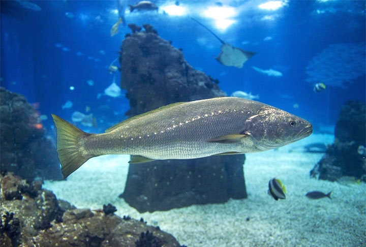 Corvina: Baixa em gordura, a corvina tem uma carne que combina bem com diversos temperos e molhos, permitindo uma grande variedade de receitas. Ela também pode ser utilizada em pratos como ensopados, moquecas e até mesmo ceviches. Reprodução: Flipar