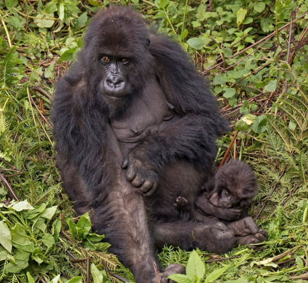 Em pé, o Gorilla beringei beringei pode medir entre 1,2 e 1,76 metro,  pesando entre 130 a 200 quilos. Eles são encontrados na África Central, no sudoeste de Uganda, no noroeste de Ruanda, e no leste da República Democrática do Congo. Reprodução: Flipar