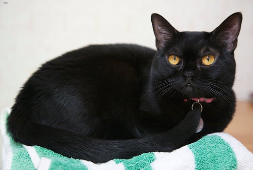O Bombaim é um gato muito carinhoso e apegado aos tutores. Foto: Kunyi Liu/Flickr