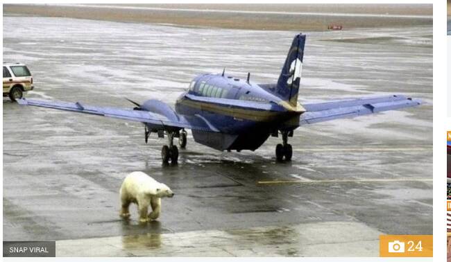 Para o azar deste urso polar, nem todos os animais são bem-vindos a bordo de jatinhos particulares. Foto: Reprodução/The Sun/Snap Viral
