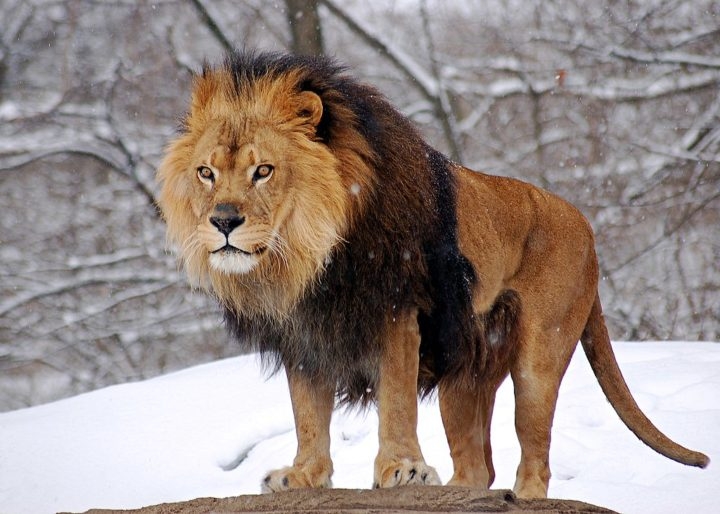 O leão, chamado de rei da selva, é reconhecido por seu poder e majestade. Mas há muito mais nestes enormes felinos selvagens do que aparenta.  Reprodução: Flipar