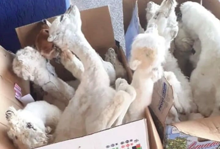 Fetos de lhama empalhados: Os bichos seriam usados como amuleto e foram apreendidos pelo órgão na unidade de Corumbá (MS), mais especificamente na fronteira com a Bolívia. Reprodução: Flipar