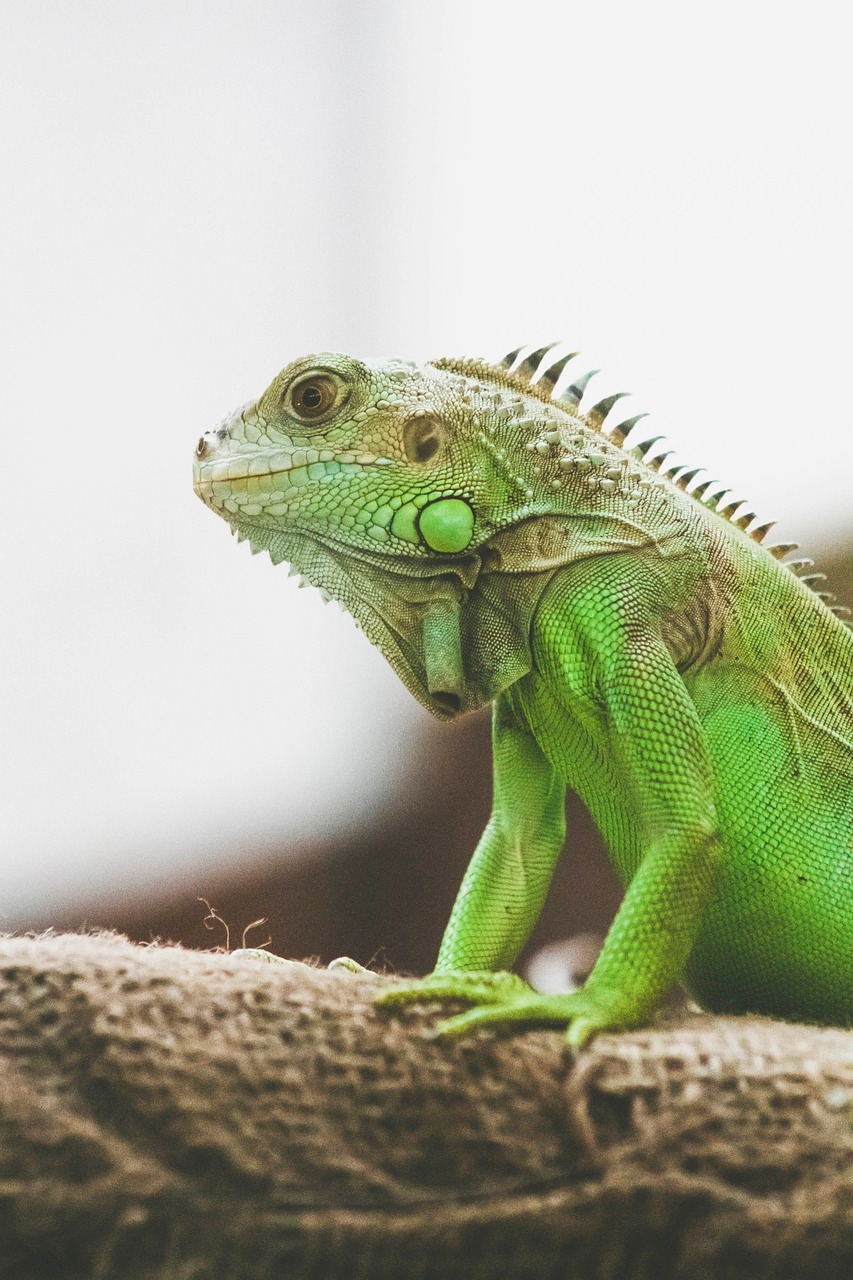 Pode ser mantido como animal de estimação, mas exige um ambiente específico e bastante espaço, além de cuidados e alimentação específicos. Apesar de tolerar a presença humana, não é exatamente “domesticável” como um cão ou gato e pode se tornar agressivo em situações de estresse. Reprodução: Flipar