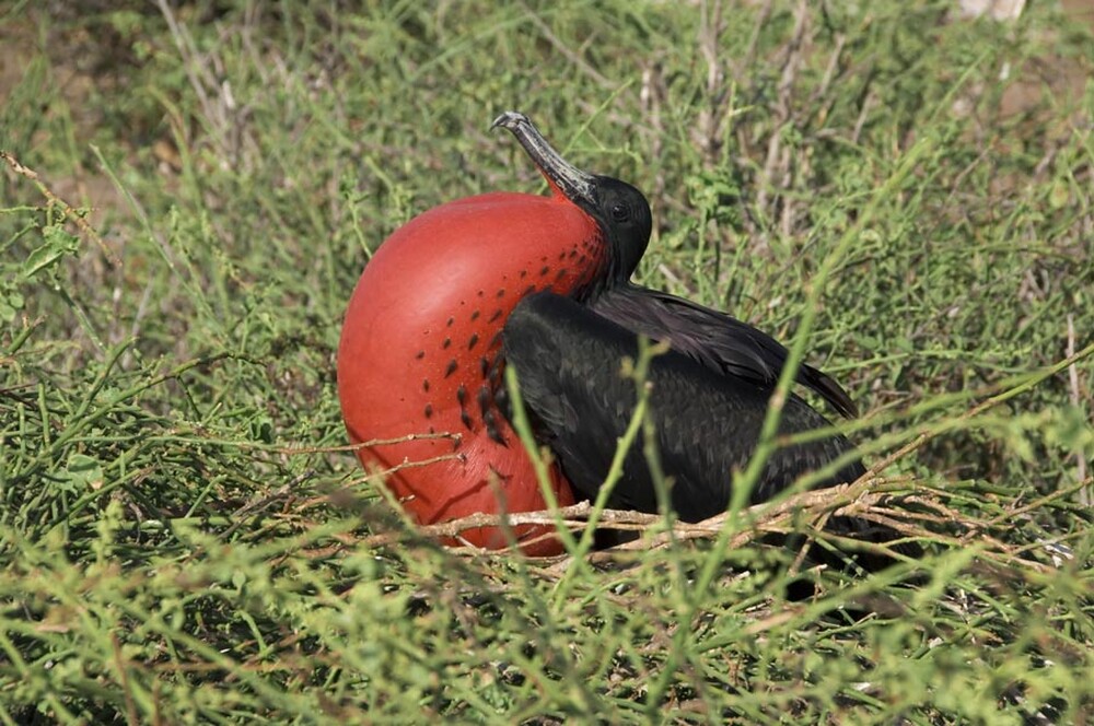 Ave de Ilha do Arquipélago de Galápagos. Foto: Reprodução / Redes Sociais
