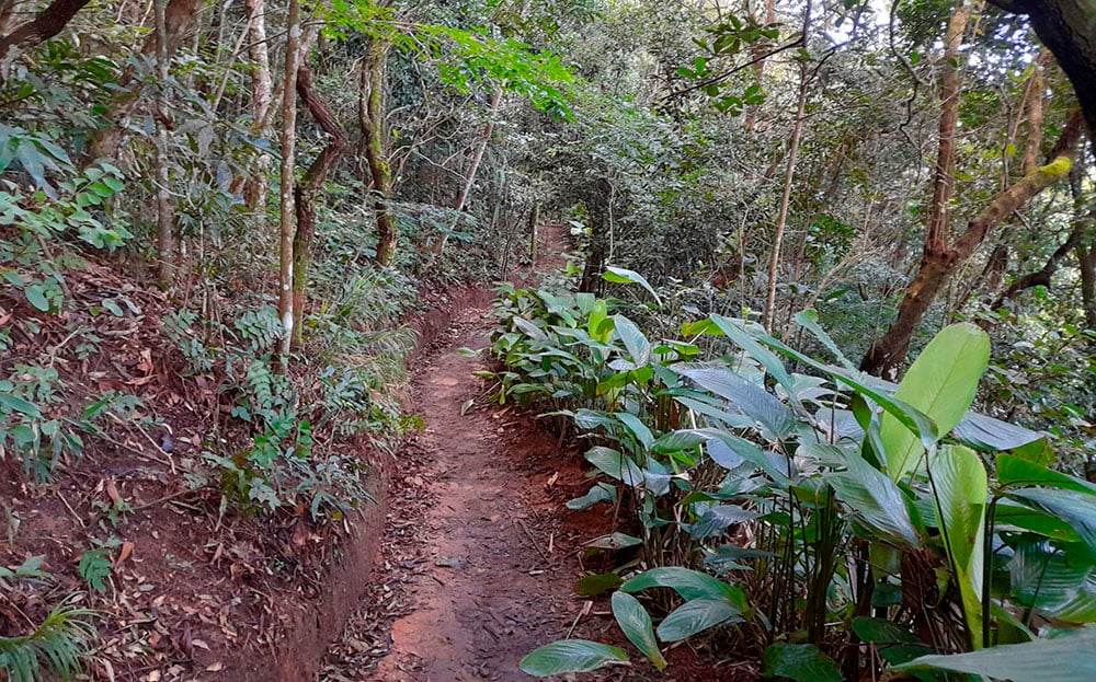 A trilha para chegar ao topo do Morro Dois Irmãos tem caminhos íngremes e de mata fechada . Foto: Felipe Carvalho/iG