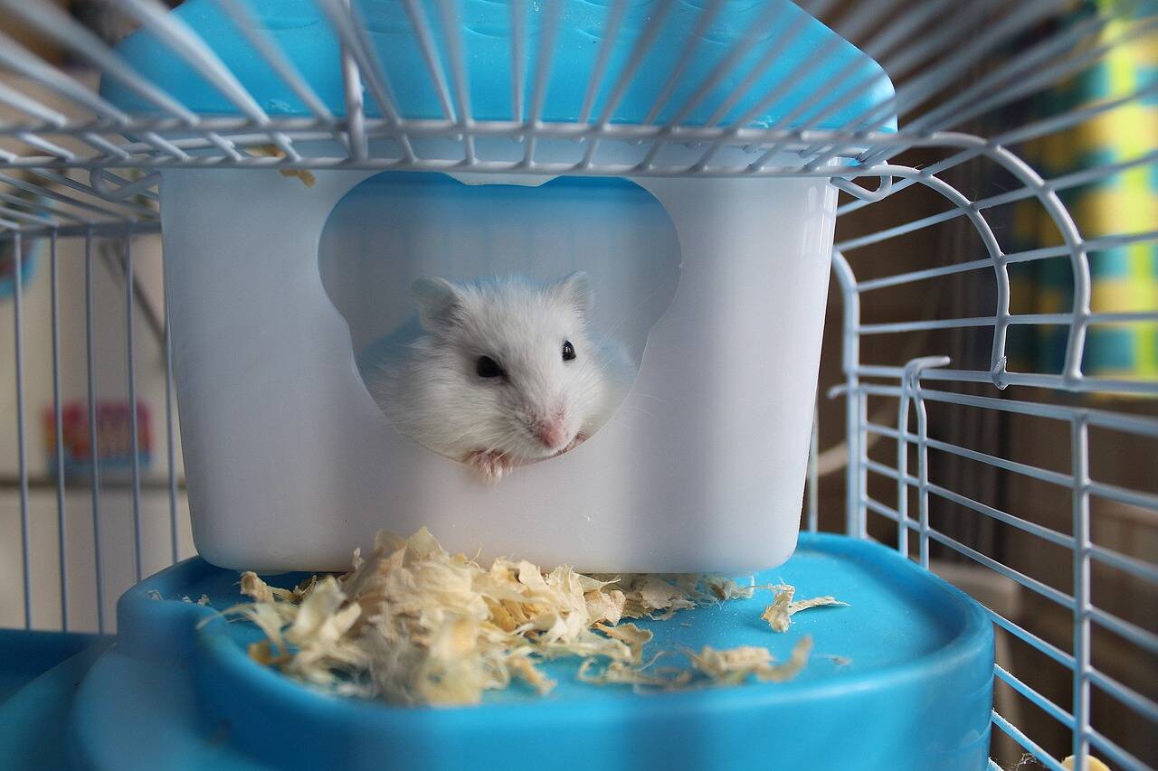 Hamster na gaiola. Foto: Pixabay