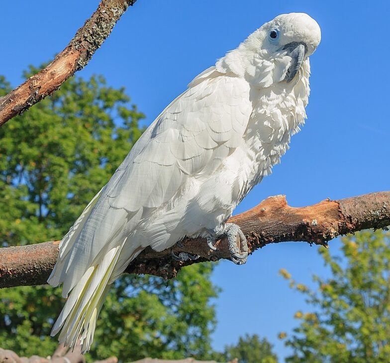 Os cuidados com animais silvestres ou exóticos variam conforme a espécie. Aves, por exemplo, precisam de viveiros espaçosos para voos curtos, enquanto cágados requerem pequenos lagos para se refrescar. Reprodução: Flipar