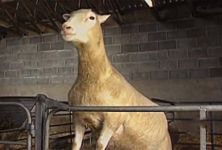 Dolly morreu em 2002, com seis anos e sete meses de idade, depois que os veterinários detectaram uma infecção em seus pulmões. 

 Reprodução: Flipar