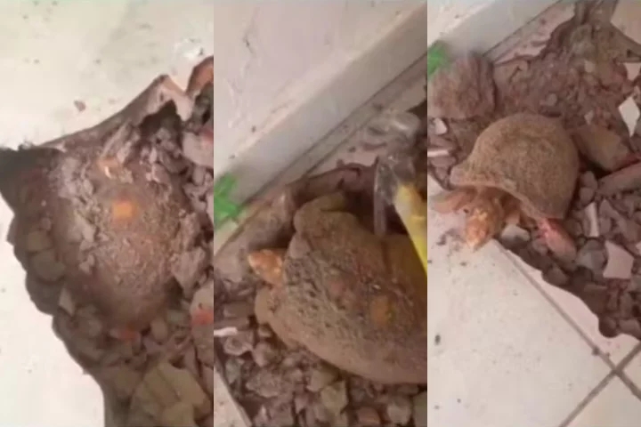Ao quebrar o chão para averiguar o que estava acontecendo, veio a surpresa: um jabuti estava soterrado no solo. Segundo a moradora, o animal deve ter ficado lá por cerca de 10 anos. Reprodução: Flipar