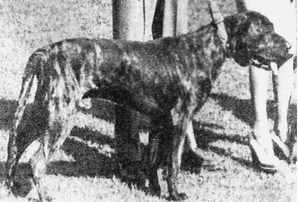 O primeiro cão Fila Brasileiro registrado no Brasil, Bumbo da Vila Paulista, 1945, descendente direto dos seus ancestrais. Foto: Reprodução/redes sociais