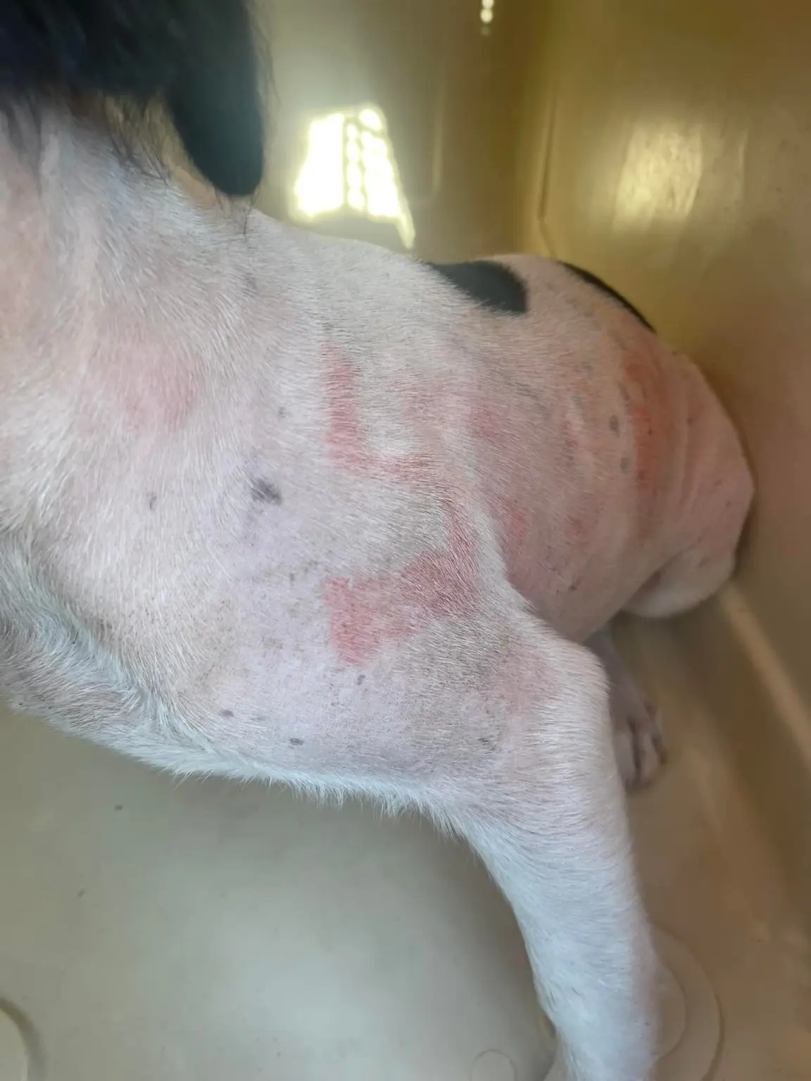 Uma cachorra com suásticas e palavrões escritos em sua pele foi resgatado no Missouri.. Foto: Facebook/Rescue One