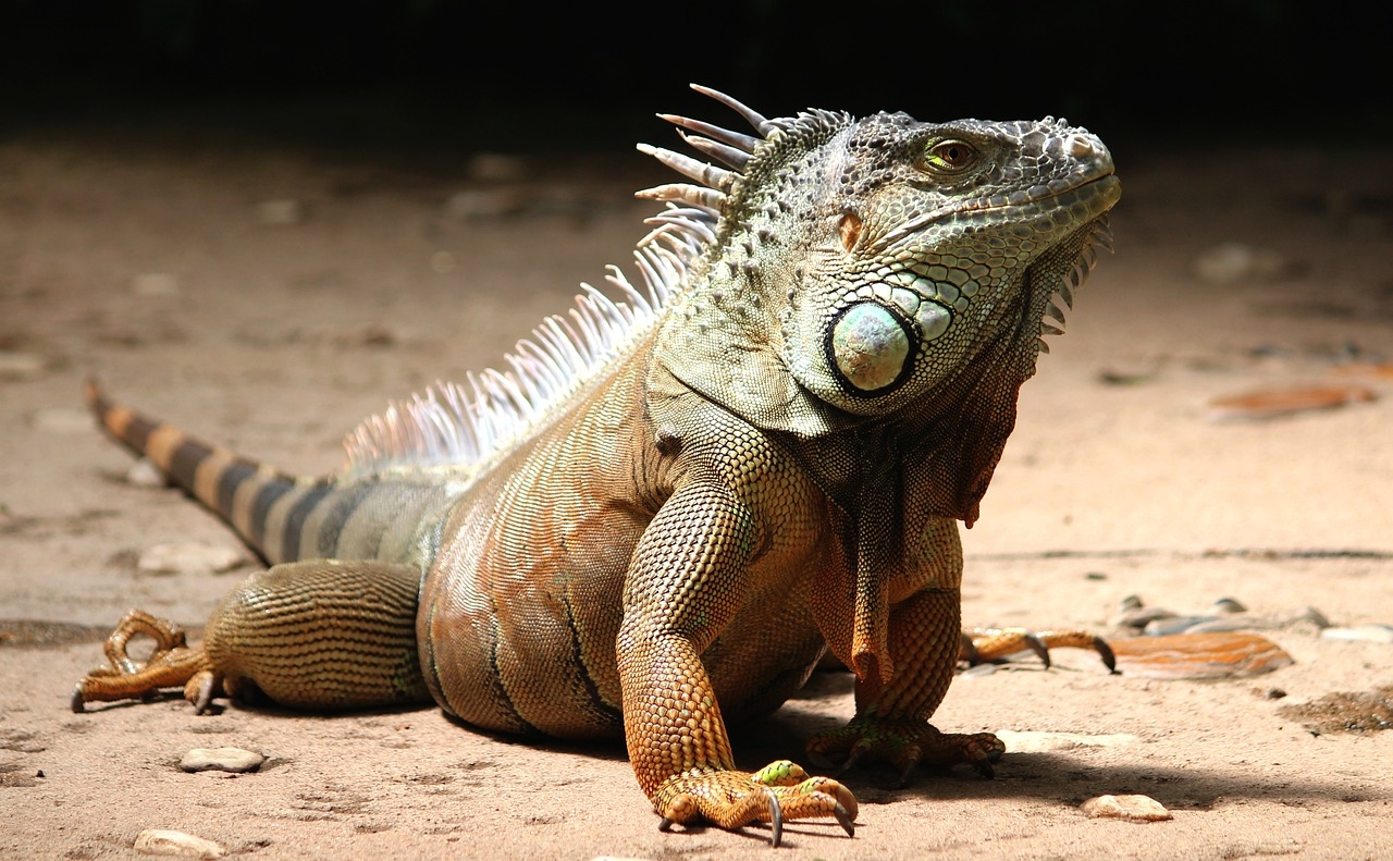 Em geral, as iguanas preferem habitar ambientes que têm bastante vegetação, como árvores e áreas rochosas Reprodução: Flipar