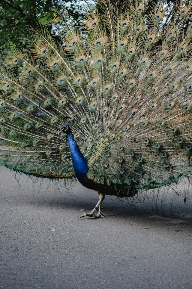 O peru selvagem, assim como o pavão, é conhecido por sua plumagem exuberante e comportamento ritualizado. Durante o período de acasalamento, o macho exibe sua cauda e emite sons característicos para atrair a fêmea. Reprodução: Flipar