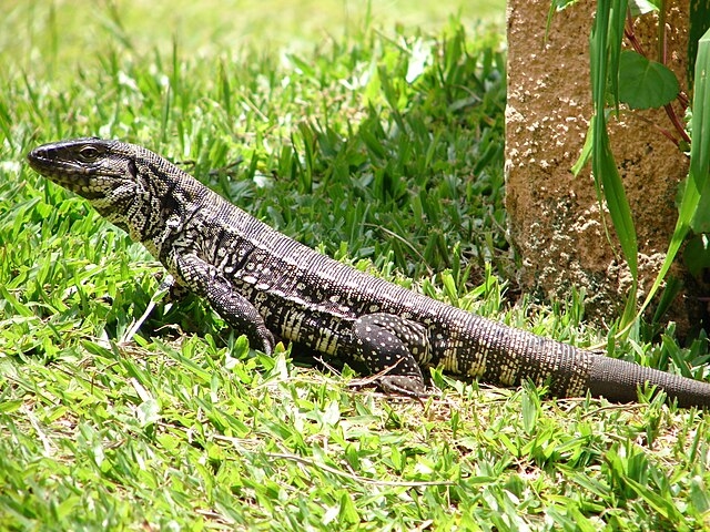 Ecologicamente, os lagartos ajudam no controle de pragas e equilibram cadeias alimentares. Algumas espécies são populares como pets, como o gecko-leopardo e o dragão-barbudo, devido à docilidade. Contudo, lagartos maiores, como os monitores, exigem cuidados complexos e não são recomendados como animais de estimação, pois podem ser perigosos e difíceis de manter Reprodução: Flipar