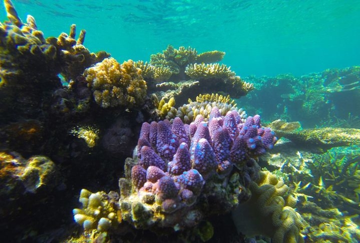 O governo australiano está tomando medidas para proteger a Grande Barreira de Coral, incluindo a criação de parques marinhos e a redução da poluição. No entanto, mais precisa ser feito para proteger este patrimônio natural único. Reprodução: Flipar