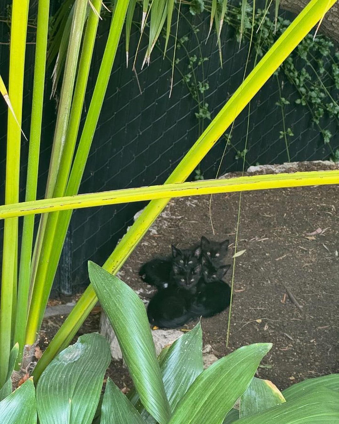 Halle Berry encontra família de gatos no jardim de casa Reprodução/Instagram