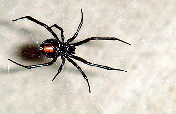 Outra aranha perigosa é a  viúva-negra. Chamada cientificamente de Latrodectus, ela ganhou esse nome popular porque pratica canibalismo sexual, em que a fêma devora o macho após a cópula.  Reprodução: Flipar