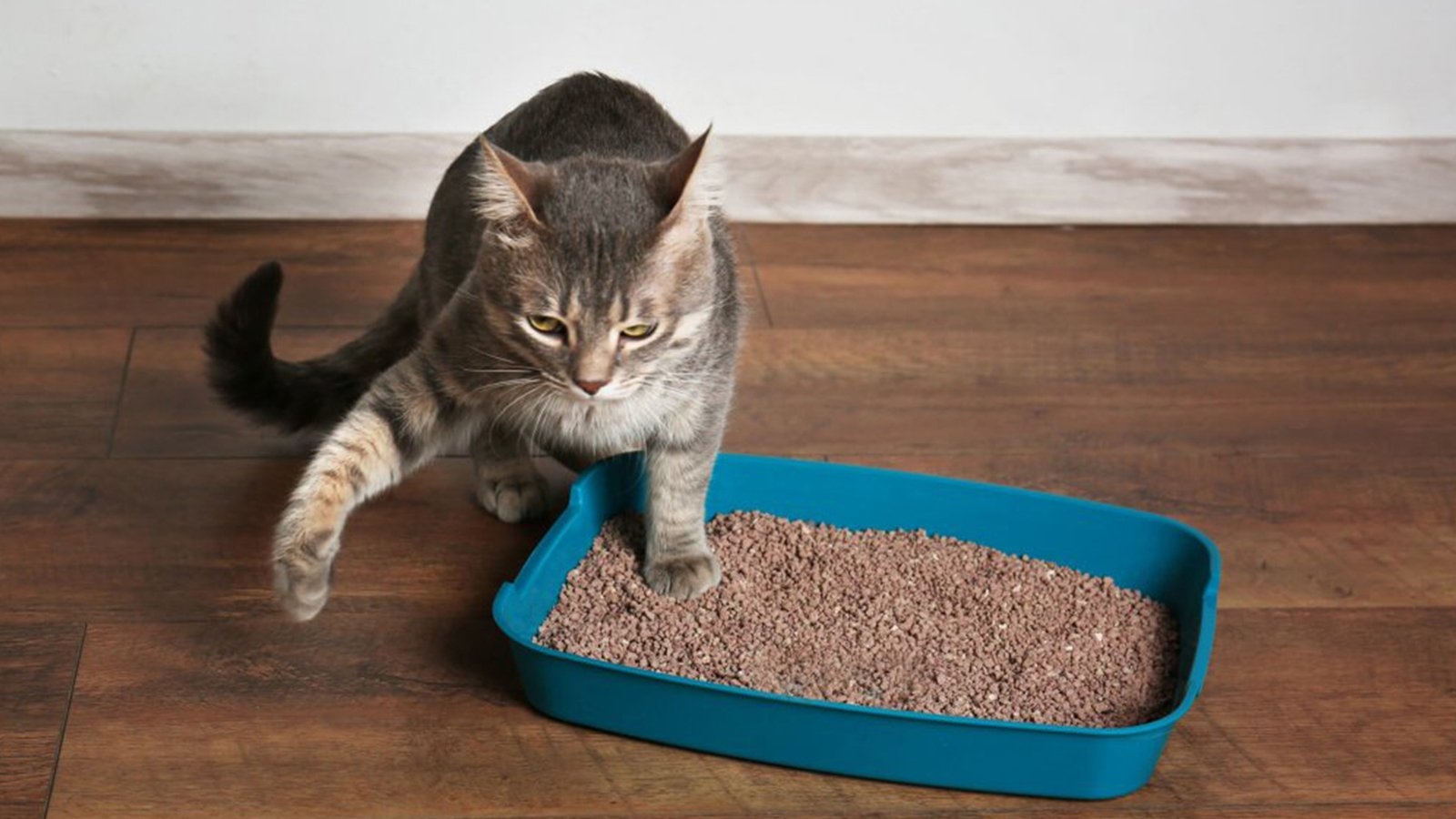 Mantenha uma caixa de areia para o gato fazer as necessidades. Faça a limpeza diária dessa caixa e uma lavagem a cada dois dias.  Reprodução: Flipar
