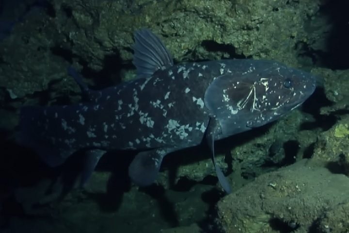 Celacanto: Acreditava-se que esse peixe havia sido extinto desde o período Cretáceo (entre 100 e 66 milhões de anos atrás), até ele ser redescoberto em 1938. Reprodução: Flipar