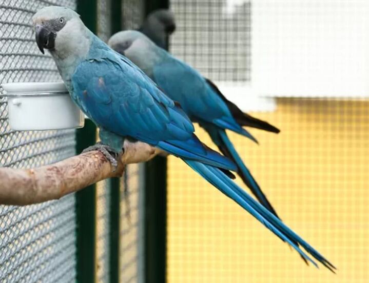 Ararinha-azul (Cyanopsitta spixii). Foto: Foto: SAVE Brasil 