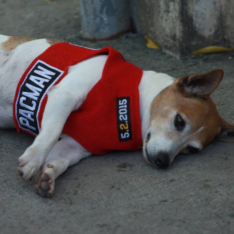 Lutador ao lado do cachorro. Foto: Instagram