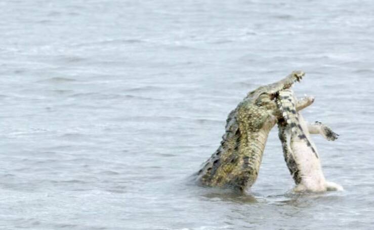 Crocodilo gigante pratica canibalismo em animal da mesma espécie na África do Sul; imagens são do dia 16 de dezembro Anthony Moore/YouTube/Reprodução