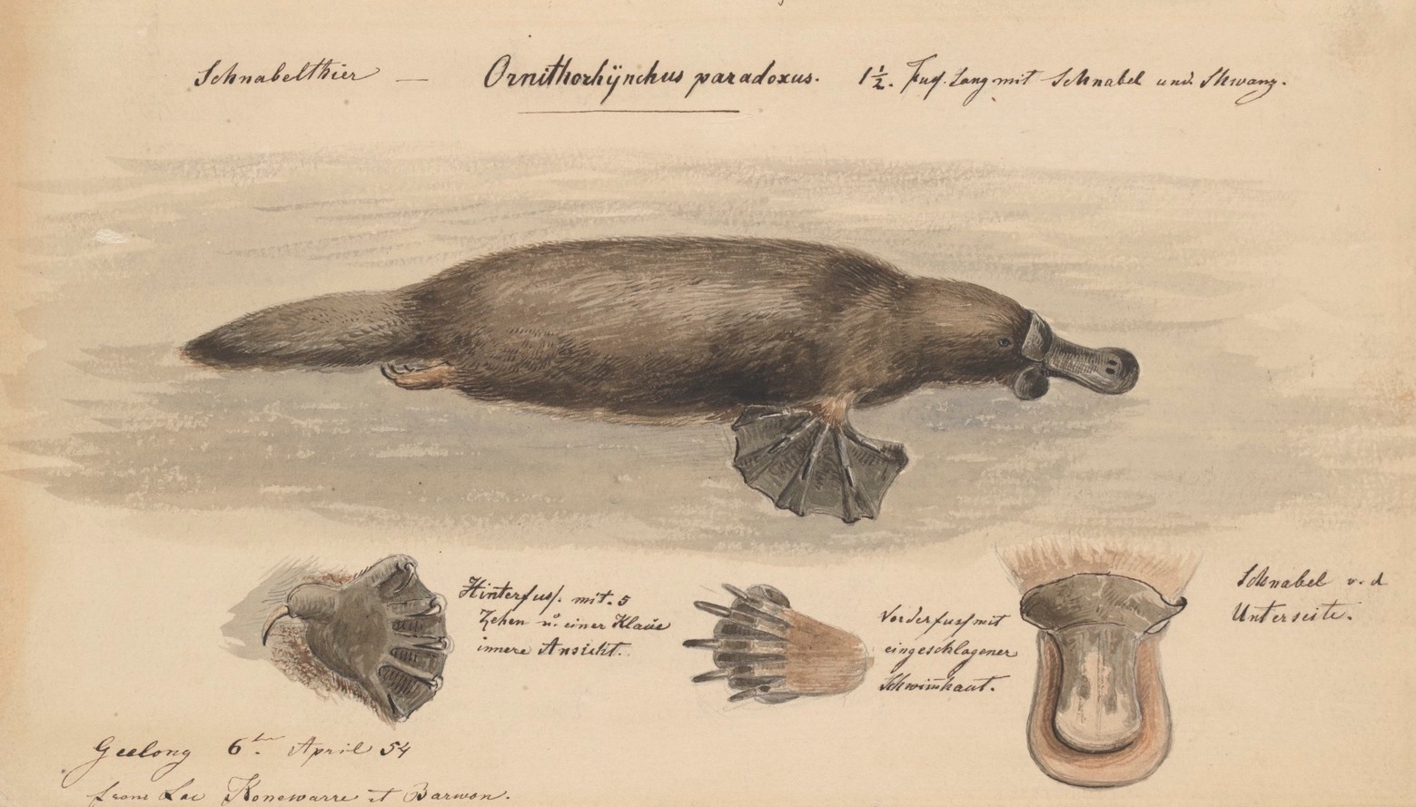 Veja algumas curiosidades sobre os ornitorrincos. Na espécie Ornithorhynchus anatinus, somente os machos têm esporões, de 1,5 centímetro, nas patas traseiras conectados a glândulas de veneno. Elas aparecem na época de acasalamento, na competição pelas fêmeas. Reprodução: Flipar