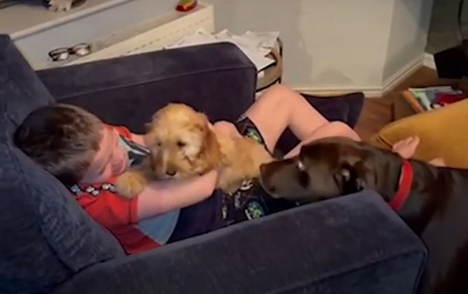 Os cães da família também ficaram curiosos para conhecer a nova irmã canina. Foto: Reprodução/Youtube