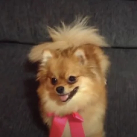 Lulu da Pomerânia- A raça também chamada de Spitz-alemão-anão pode viver de 12 a 16 anos. Esses cães são pequenos, com pelagem fofa e densa e têm origem na Alemanha. Eram  utilizados em pastoreio antigamente.  Reprodução: Flipar