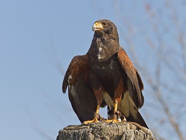 Águia-de-harris (Parabuteo unicinctus) -  É uma ave de rapina de médio-grande porte que se reproduz desde o sudoeste dos Estados Unidos até o Chile, centro da Argentina e Brasil. Reprodução: Flipar