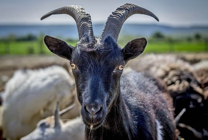 Há milênios as cabras vêm sendo associadas às figuras do diabo e de bruxas, sendo personagens de rituais macabros Historicamente, cabras estão presentes em várias culturas e costumes pré-cristãos Reprodução: Flipar