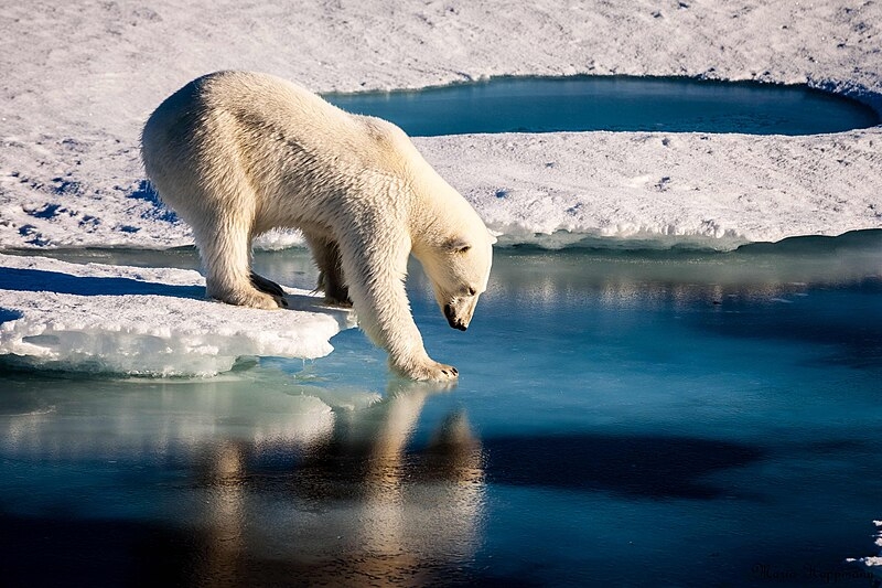 A vida selvagem do Alasca é igualmente impressionante. A região é conhecida por ser o habitat de uma grande variedade de animais. Reprodução: Flipar