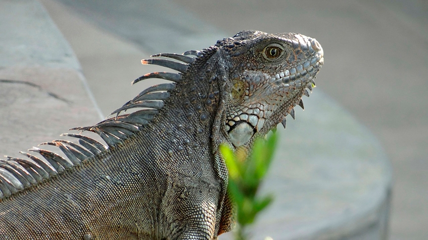 Único lagarto do mundo com hábitos marinhos. Vive em áreas rochosas de beira-mar e come algas. Pode passar até uma hora debaixo da água.