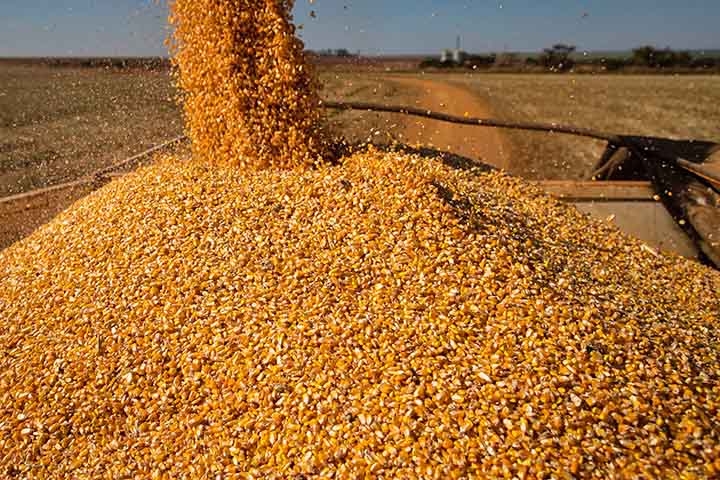 O milho pode ser verde, doce, de pipoca, grãos secos, estar em bebidas e usos industriais. Além disso, pode aparecer em bioetanol de amido, silagem e corte e pastejo. Usos que mostram a versatilidade dos diferentes tipos de milho cultivados no Brasil.  Reprodução: Flipar