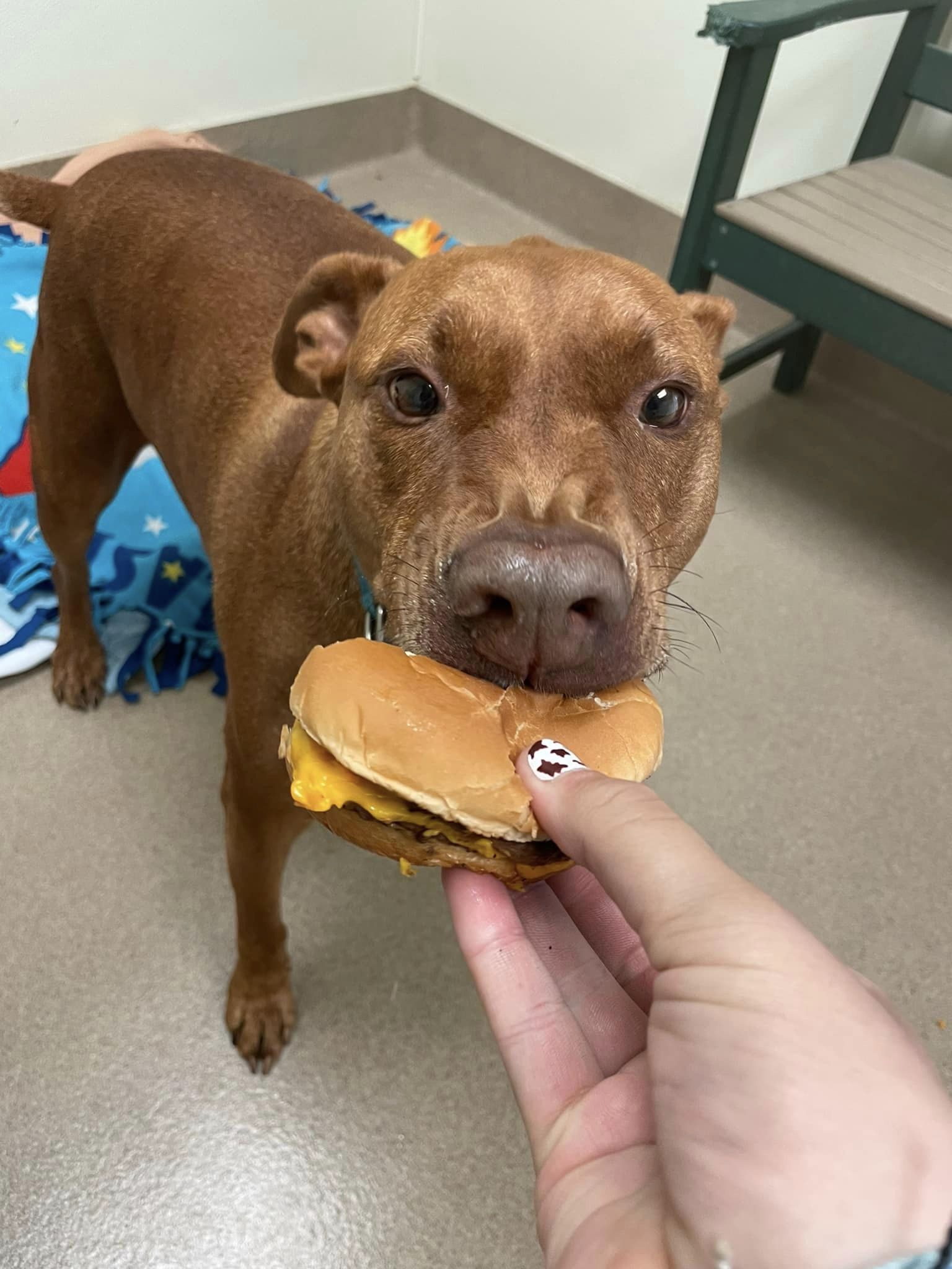 Cheeseburgers encantaram alguns cães de abrigos na Pensilvânia. Foto: Humane Society of Lebanon County