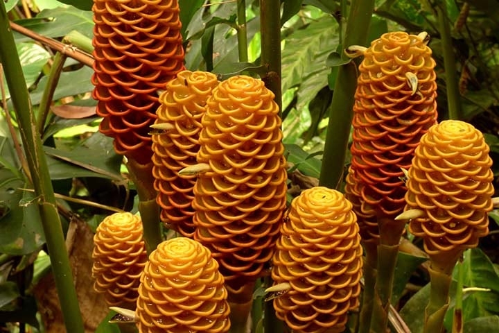 Gengibre Magnífico - Planta tropical, típica das florestas do sul da Tailândia. As hastes ao longo do rizoma (caule que cresce horizontalmente) podem alcançar até 2 metros. Reprodução: Flipar