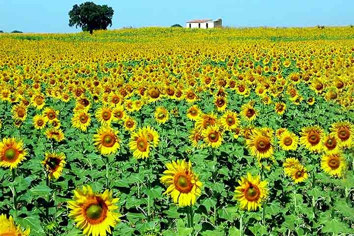 São milhões de flores em varios campos cobertos de girassóis que florescem simultaneamente durante a temporada, atraindo visitantes por sua beleza cênica e atmosfera pitoresca.

 Reprodução: Flipar