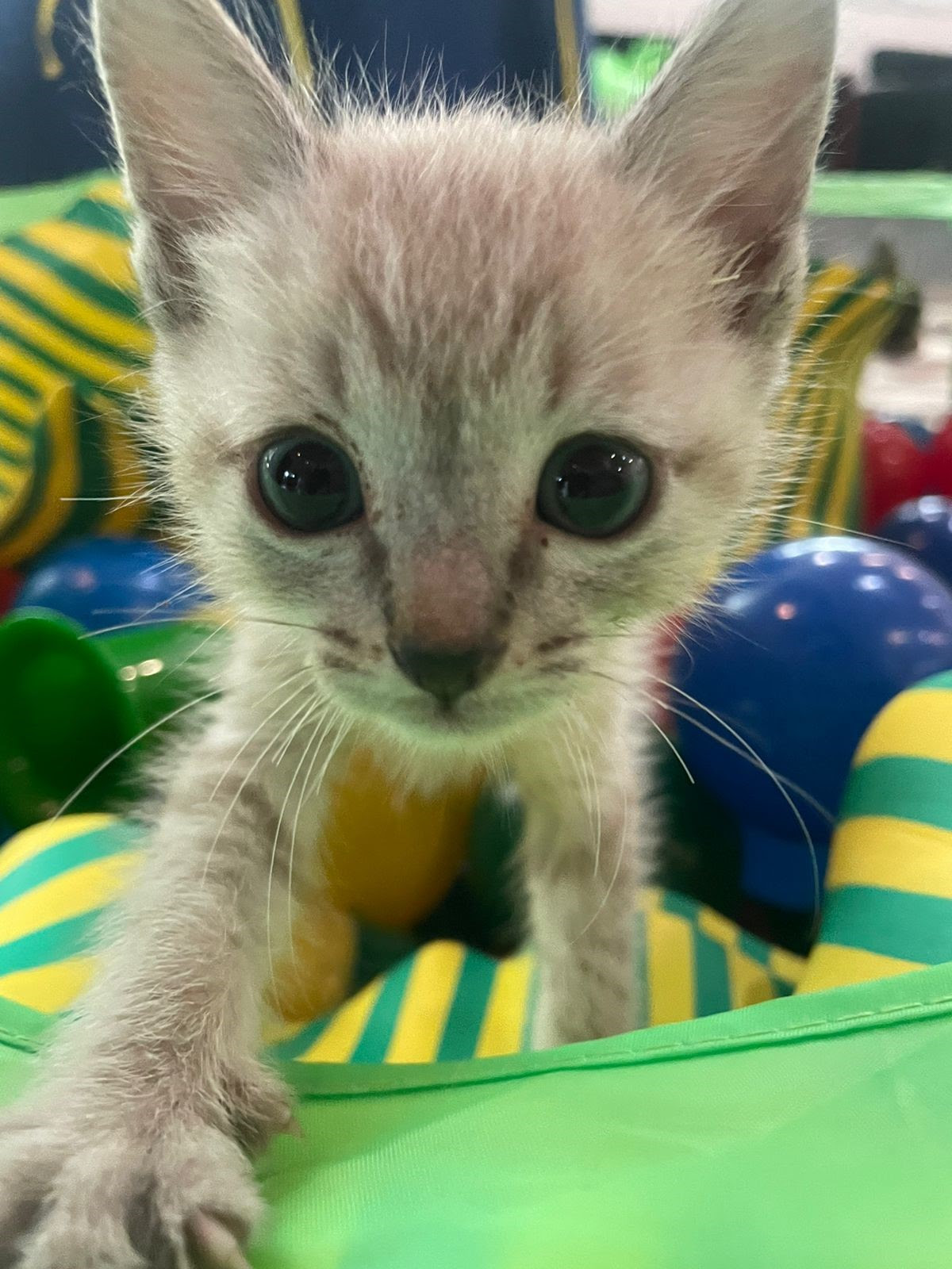 Gatos das ONGs House of Cats e Bichos do Gueto que estarão disponíveis para adoção no evento. Foto: Divulgação PremieRpet