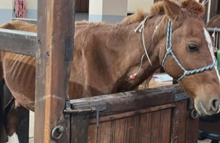 Estimativas do Hospital Veterinário da Universidade Luterana do Brasil (Ulbra) apontam que o cavalo foi resgatado com 50kg abaixo do ideal. Reprodução: Flipar