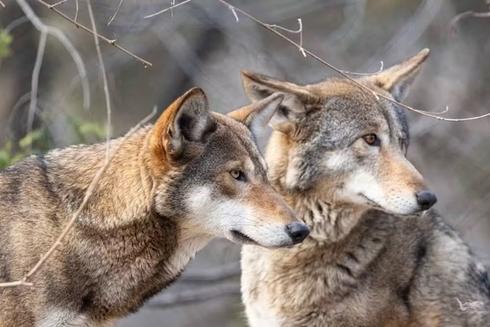 Aparentemente improvável, essa convivência tem um fundamento estratégico: os lobos afastam ameaças comuns às garças, como guaxinins e aves de rapina. O resultado é uma convivência que beneficia, afinal, os dois lados. Que tal, então, conhecermos mais sobre as garças? Reprodução: Flipar