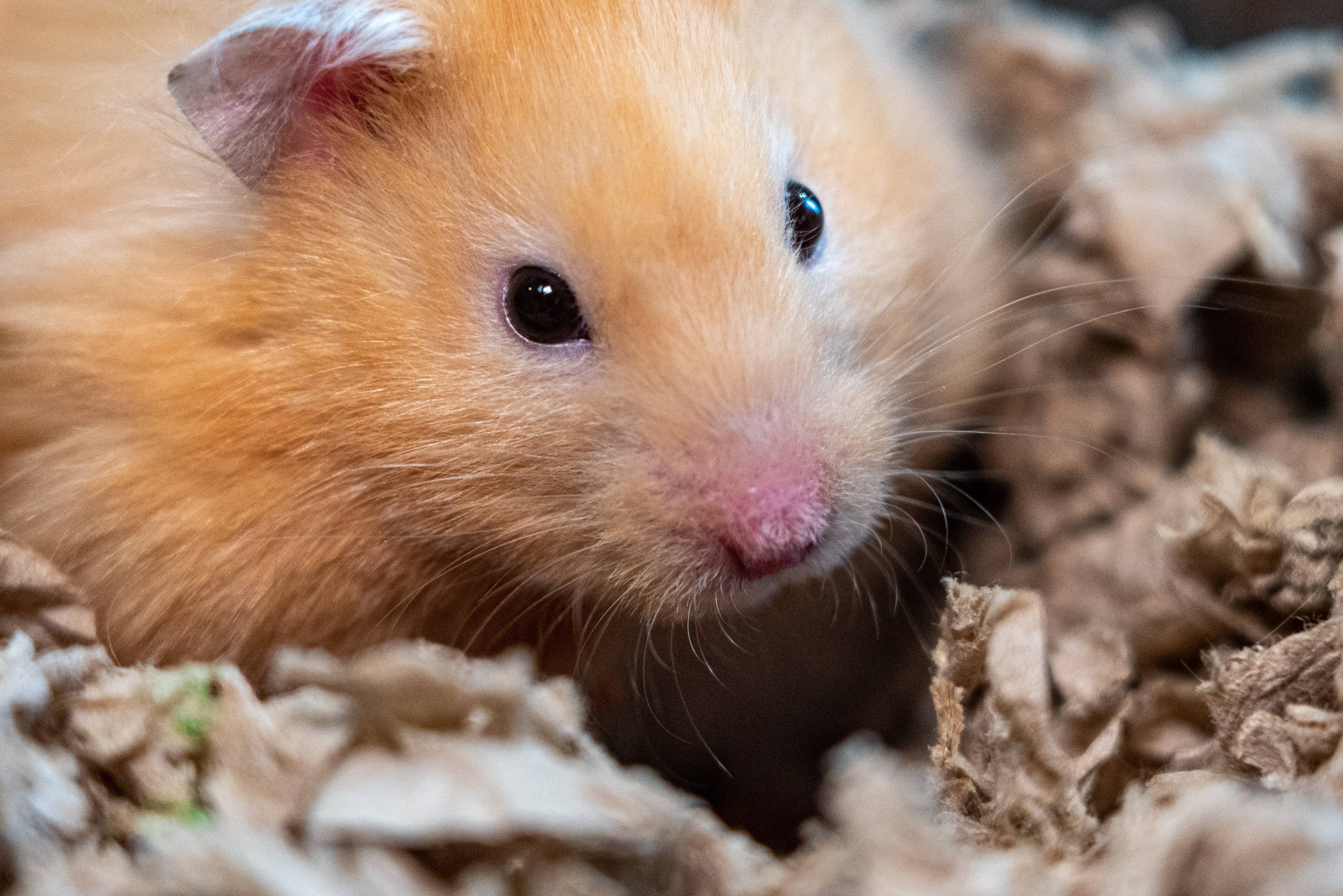 Hamster. Foto: Unsplash