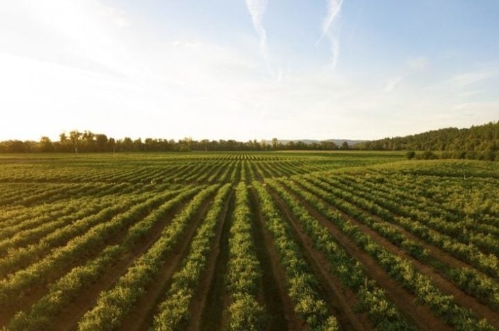 Os vinhos premiados são da Zuccardi e da Catena, duas vinícolas muito conhecidas e dedicadas à produção de vinhos há muitos anos.  Reprodução: Flipar