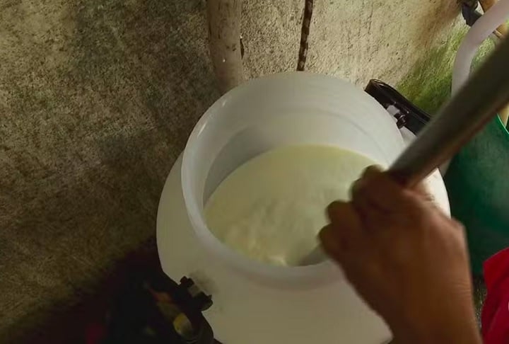 Após o leite ser misturado com o pingo e o coalho, a mistura descansa por 40 minutos antes de ser levada à fábrica, onde o queijo ganha forma, recebe o sal e passa por uma maturação de 22 dias. Reprodução: Flipar